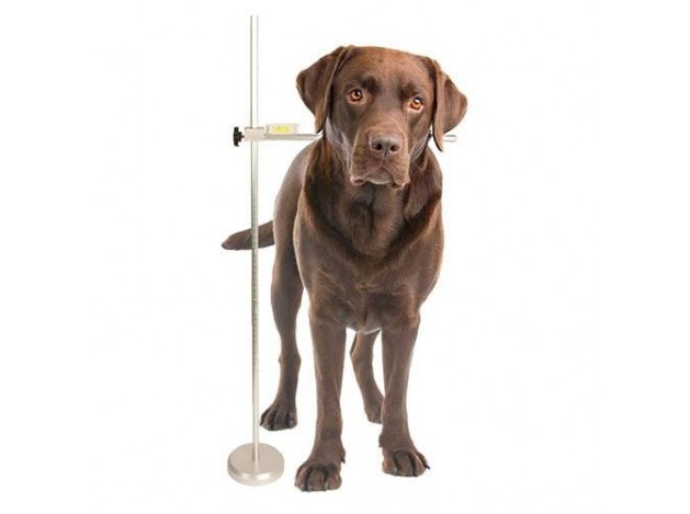 Medidor para perros y gatos