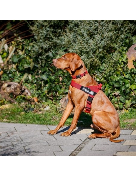 Arnés Julius K9 Cinta