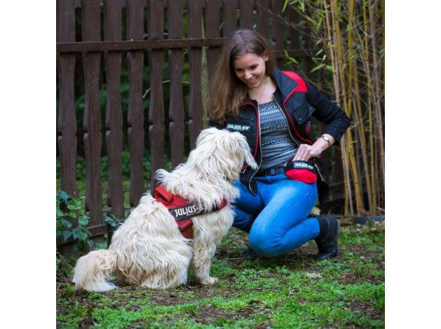 Arnés Julius K9 Cinta