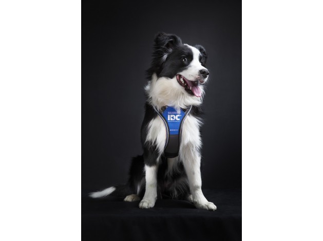 Arnés Julius K9 Longwalk Azul