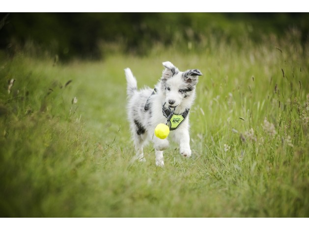 Arnés Julius K9 Longwalk Rojo