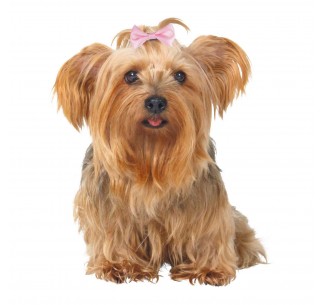 Surtido Lazos para Perros 10 ud - Pack de 10 unidades 2