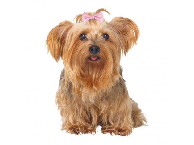 Surtido Lazos para Perros 10 ud - Pack de 10...