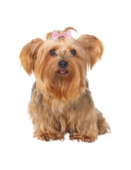 Surtido Lazos para Perros 10 ud - Pack de 10 unidades