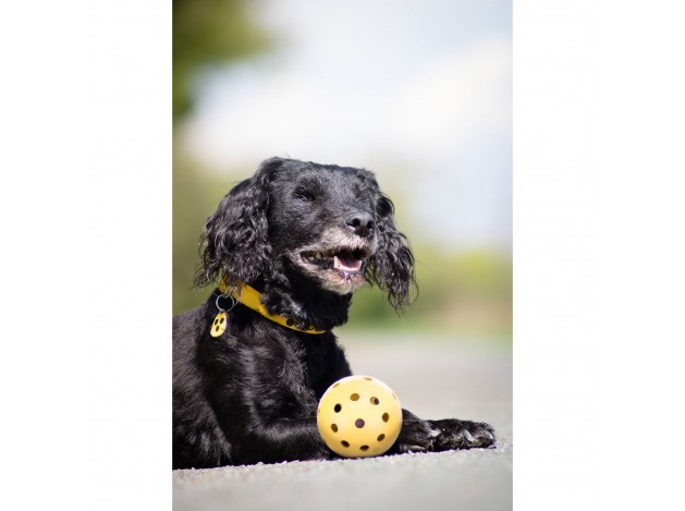 Pelota con agujeros - Pack de 4 unidades