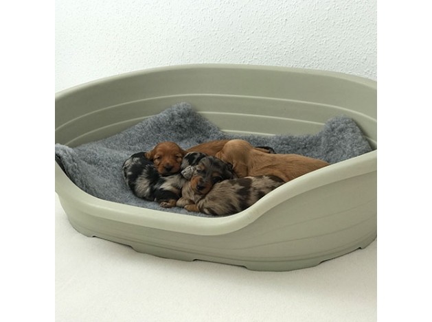 Cuna Plástico para perros de  Paridera