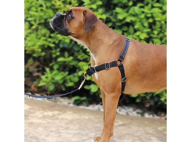 Stop-pulling Arnés y Correa Ibáñez Dogway