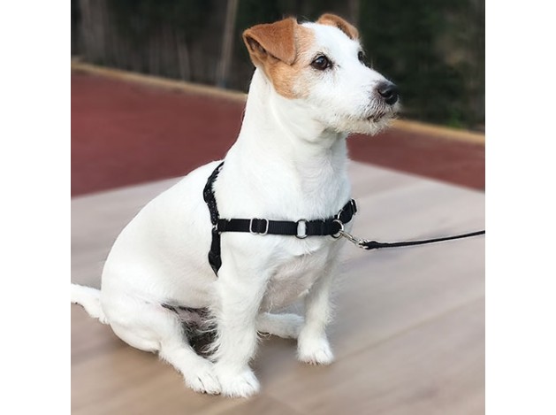 Stop-pulling Arnés y Correa Ibáñez Dogway