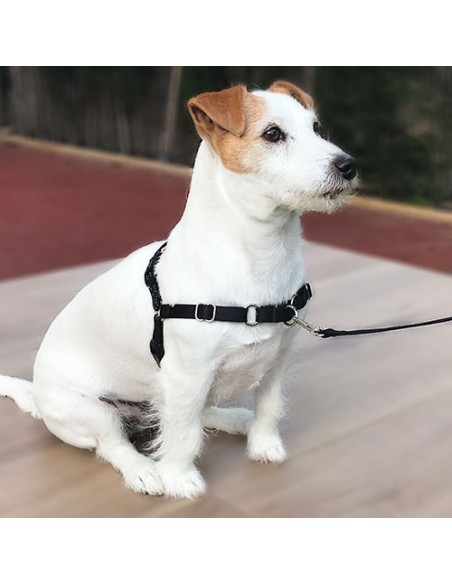 Stop-pulling Arnés y Correa Ibáñez Dogway