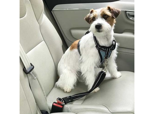 Arnés coche con cinturón seguridad Ibáñez Dogway