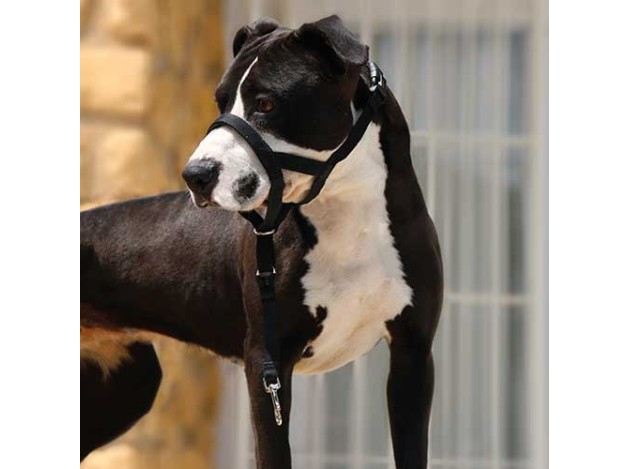 Dog guider Ibáñez Dogway