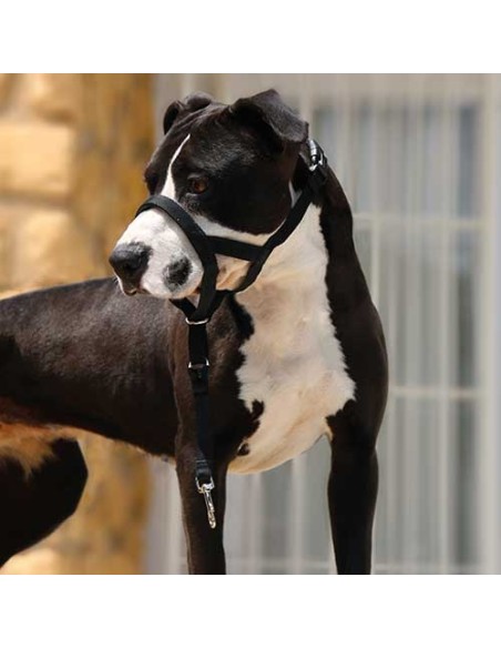 Dog guider Ibáñez Dogway