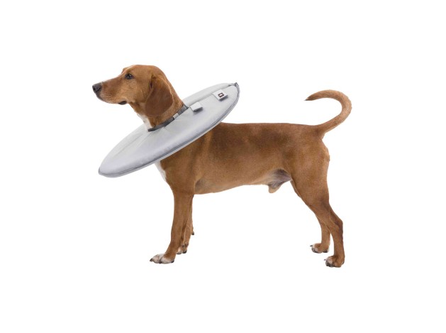 Collar Veterinario