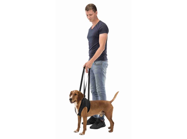 Andador para perros
