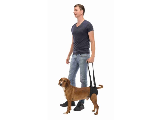 Andador para perros