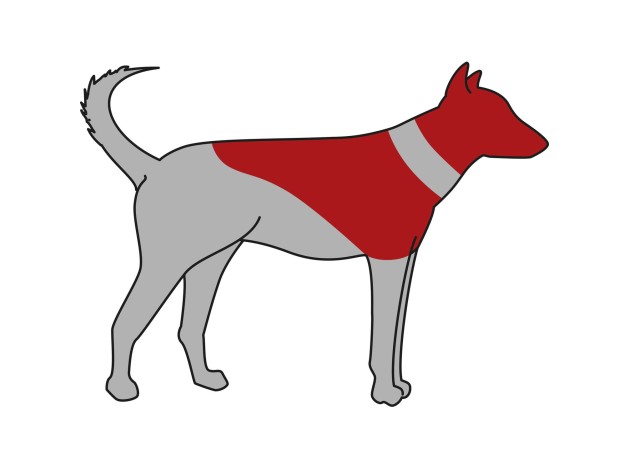 Collar Protector, inflable