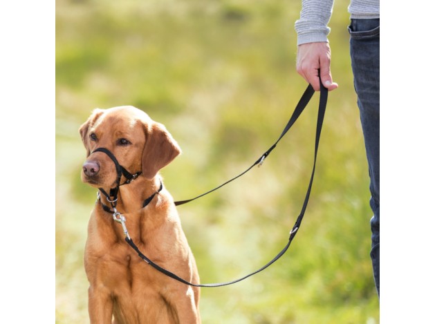 Arnés-Bozal Top Trainer