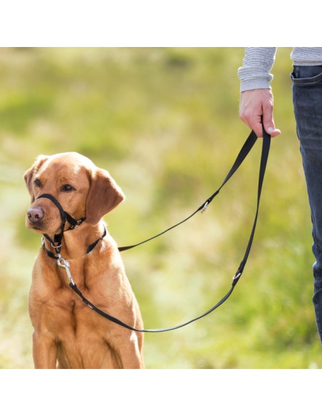 Arnés-Bozal Top Trainer