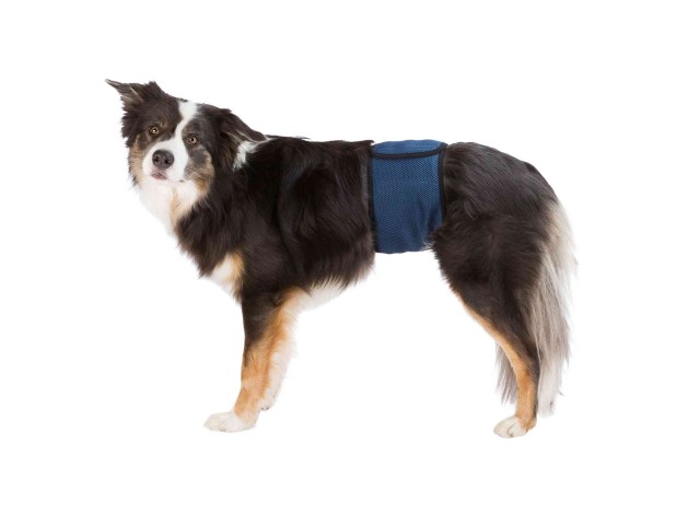 Banda Abdomen para Perros Macho