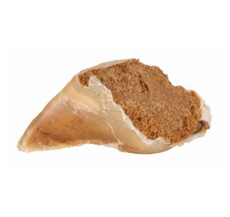 Pezuña Masticable - Pack de 25 unidades