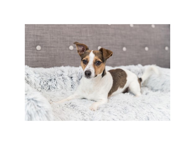 Protector de Muebles Cama para Perros Harvey