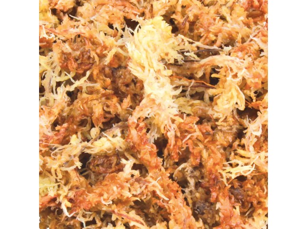 Musgo Sphagnum