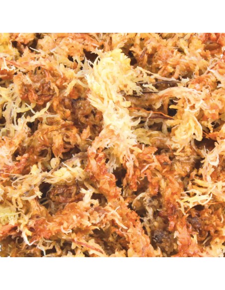 Musgo Sphagnum