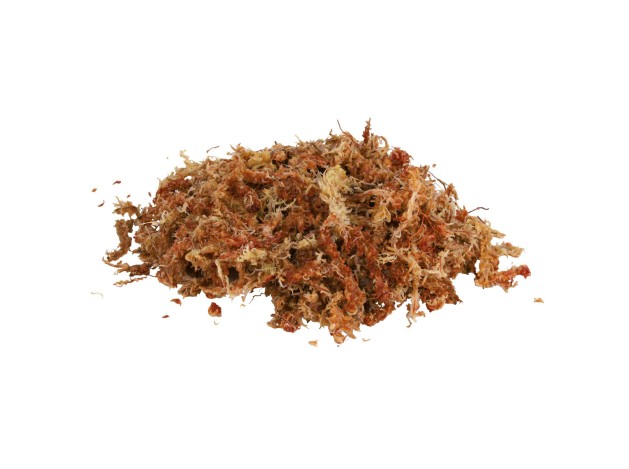 Musgo Sphagnum