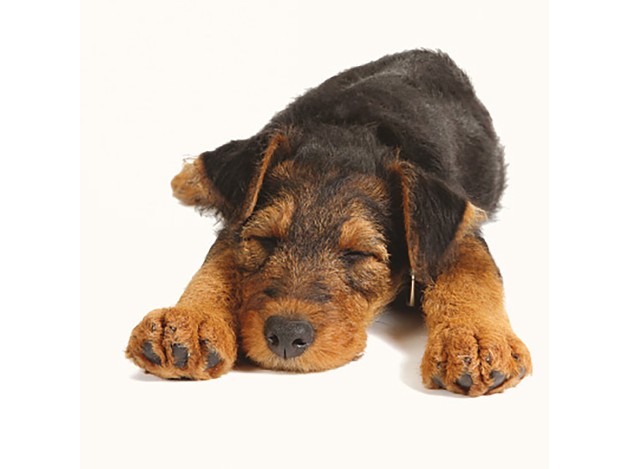 Tarjeta Airedale Durmiendo