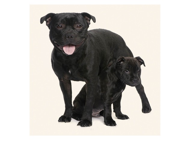 Tarjeta Staffie y Cachorro