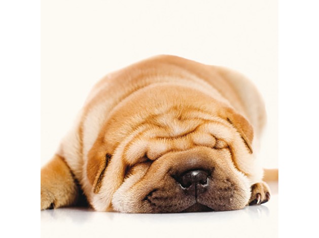 Tarjeta Shar Pei Durmiendo
