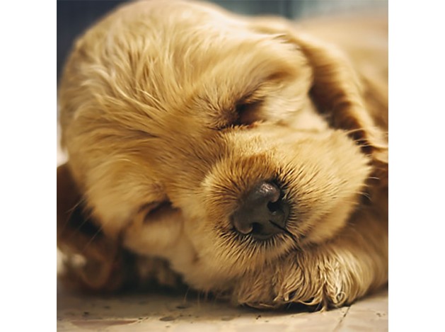 Tarjeta Cachorro Cocker Durmiendo