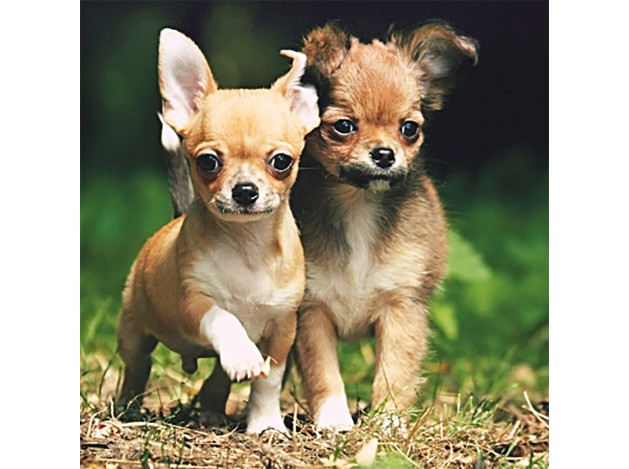Tarjeta 2 Chihuahuas