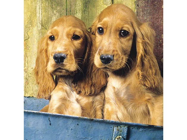 Tarjeta 2 Cockers Spaniel