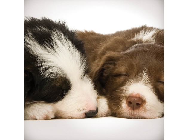 Tarjeta Cachorros Border Collie