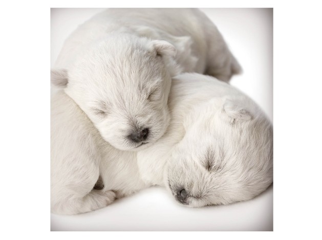 Tarjeta Cachorros Durmiendo