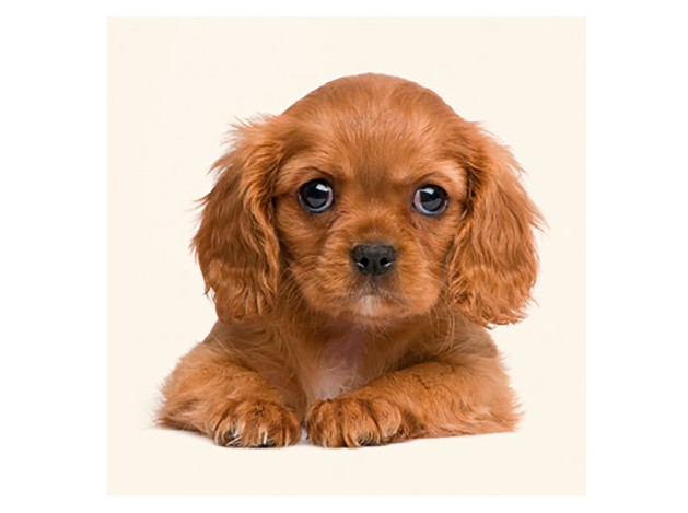 Tarjeta Cachorro Cavalier Rubí