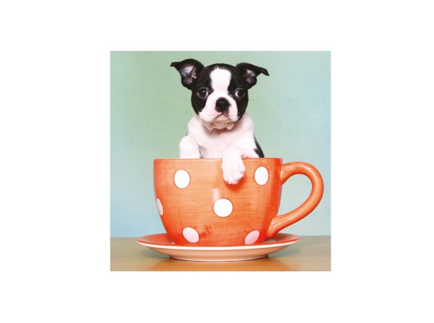 Tarjeta Cachorro Boston Terrier en Taza