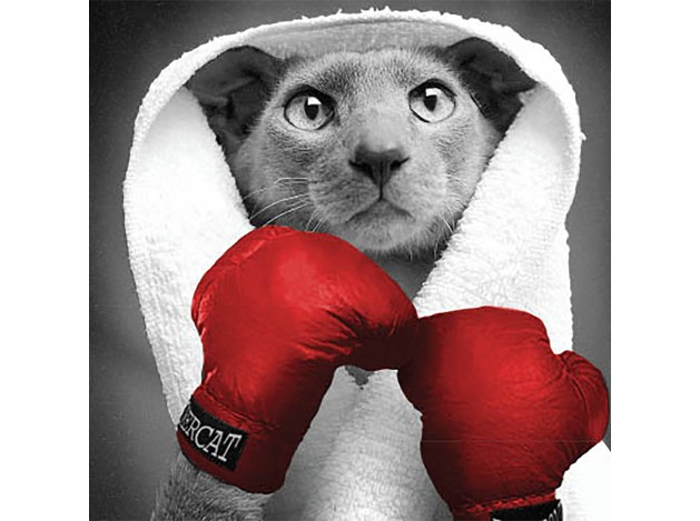 Tarjeta B/N Gato Guantes Boxeo