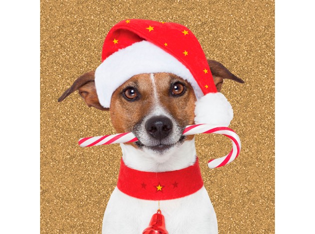 Tarjeta Jack Russel con Caramelo