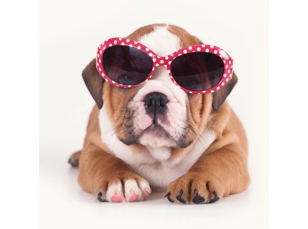 Tarjeta Fashion Bulldog con Gafas de Sol