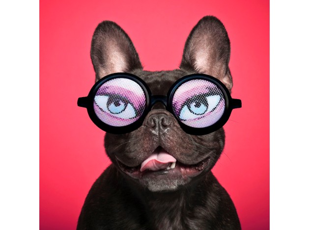 Tarjeta Fashion Bulldog con Gafas de Sol