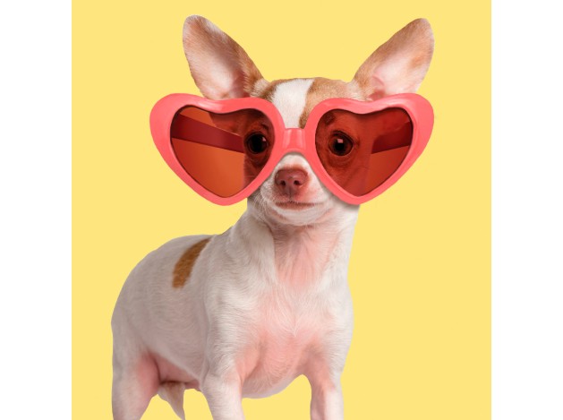 Tarjeta Fashion Chihuahua con Gafas de Sol