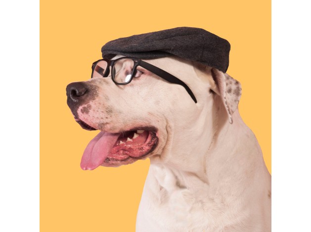 Tarjeta Fashion Perro con Gorro y Gafas