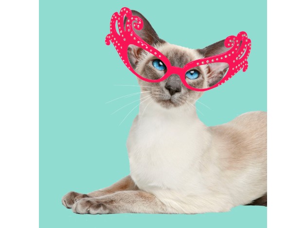 Tarjeta Fashion Gato Siamés con Gafas