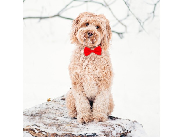 Tarjeta Labradoodle con Pajarita