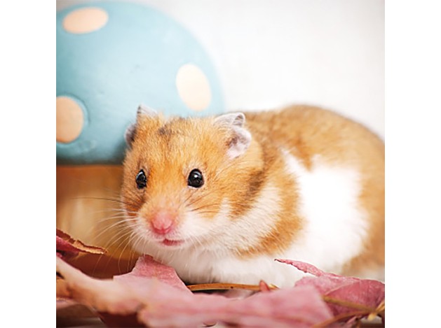 Tarjeta Hámster con Seta