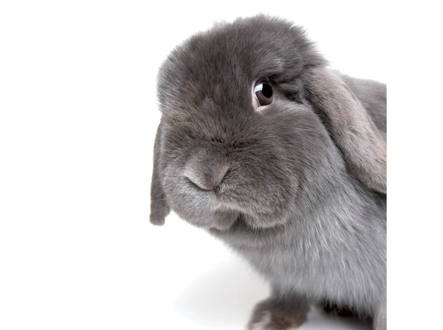 Tarjeta Conejo Curioso