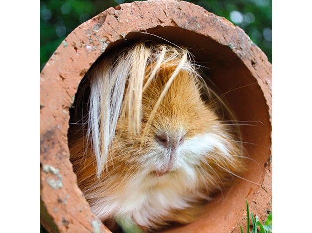 Tarjeta Cobaya en Tubería