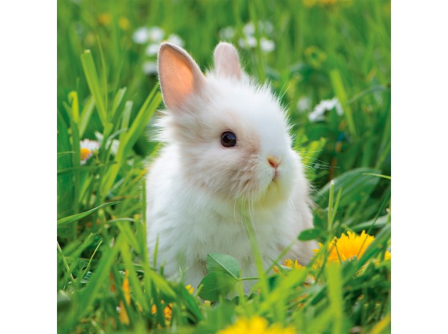 Tarjeta Conejo Enano y Margaritas